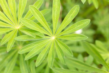 Lupinaların sulu yaprakları. Güzel, yeşil desenli bitki yaprakları, yoğun bir şekilde büyüyen, güzel bir doğal doku arkaplanı oluşturan. Yukarıdan görüntüle