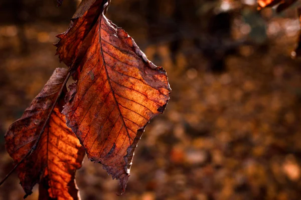 Deux Feuilles Aulne Sèches Sur Une Branche Coucher Soleil Beau — Photo