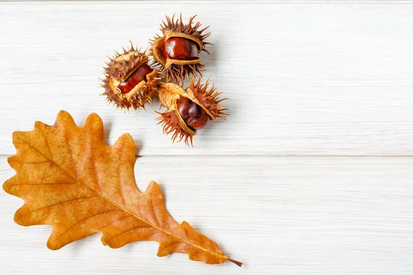 Foglie Quercia Ingiallita Tre Castagne Guscio Spinato Tavolo Legno Bianco — Foto Stock