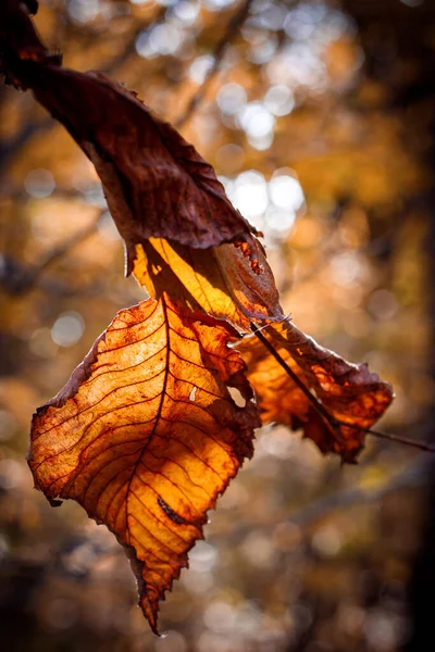 Droge Bruine Bladeren Van Els Herfst Achtergrond Met Zonsondergang — Stockfoto