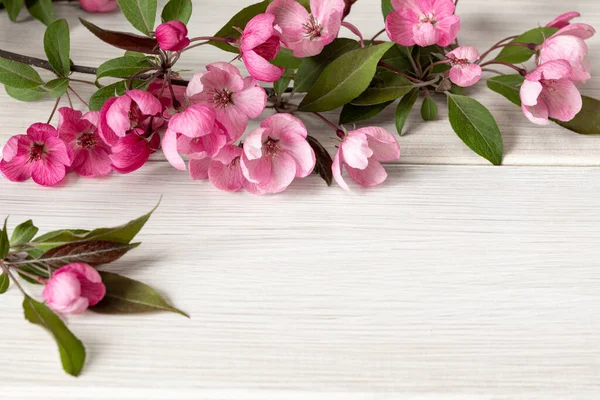 Pink flowers of a decorative apple tree on a light wooden table. Image for the design of congratulations, calendar on the theme of spring — Stock Photo, Image