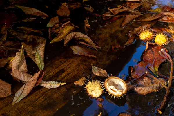 夕阳西下的时候 栗子碎了 落在路上的一个水坑里 相反的阴影 明亮的秋天背景 — 图库照片