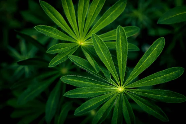 Dark Juicy Foliage Lupines Beautiful Green Patterned Leaves Herbaceous Plants — Stock Photo, Image