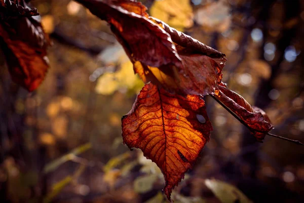 夕阳西下 枝条上的杜鹃干叶子 美丽而模糊的秋天背景 适合季节性主题的设计 — 图库照片