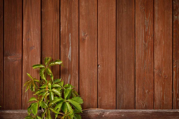 Groene Klimplant Roodbruine Houten Plank Achtergrond Kopieerruimte — Stockfoto