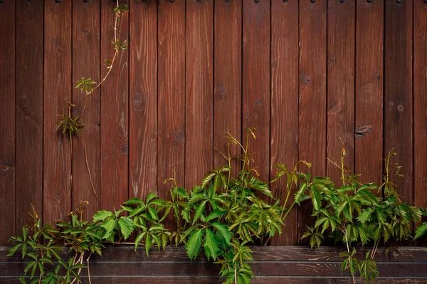 Brązowy Deska Ogrodzenie Zielony Winorośl Wspinaczkowy Roślina Naturalne Tło Drewna — Zdjęcie stockowe