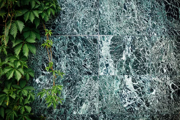 Una Pared Mármol Verde Oscuro Con Venas Blancas Uvas Silvestres — Foto de Stock