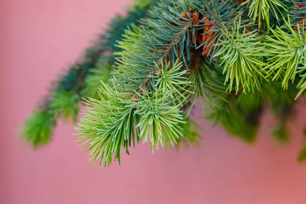 Coniferous Branch Young Shoots Green Needles Pink Concrete Wall Copy — Stock Photo, Image