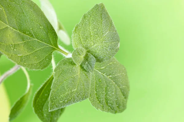 Close Mint Leaves Plant Pot Light Green Windowsill Process Growing — Stock Photo, Image