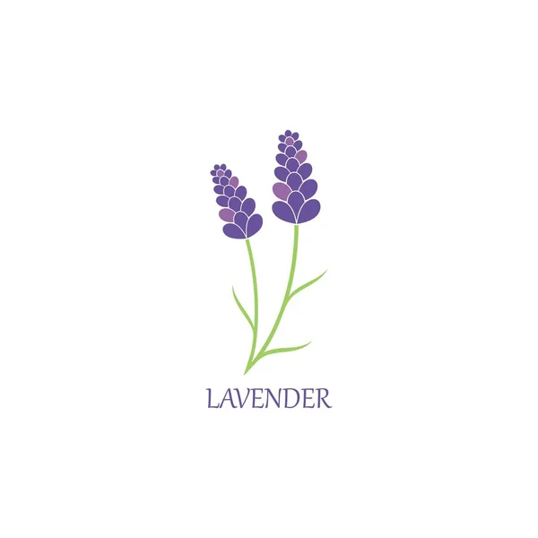 Lavanta çiçekli aromatik logo vektör simgesi çizimi