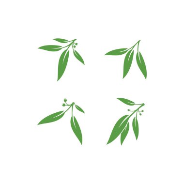 Eucalyptus leaves floral logo vector template  clipart