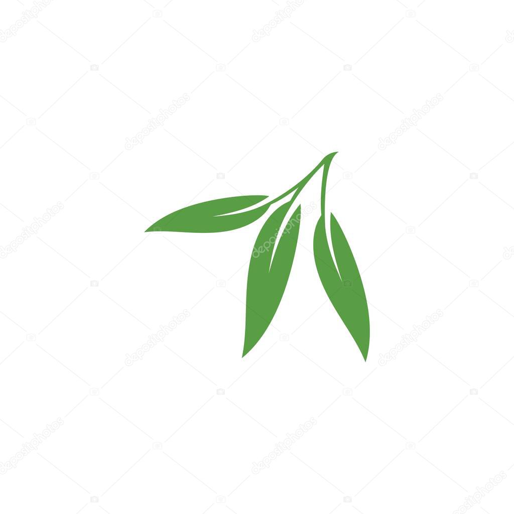 Eucalyptus leaves floral logo vector template design