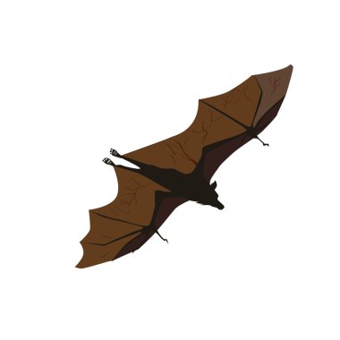 Beyaz arka plan üzerinde izole bat