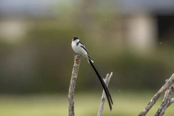 Pin-tailed whydah ( Vidua macroura ), with black back and crown, and a very long black tail. Sitting high on branch showing prominent red beak, against blurred background