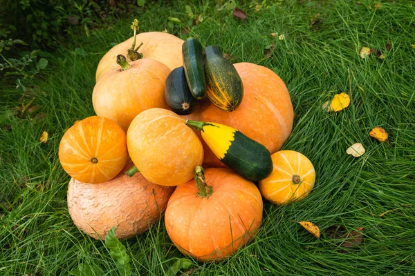 Calabazas Calabacines Jardín Primer Plano Fondo Natural —  Fotos de Stock