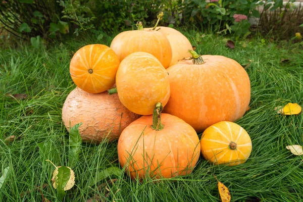 Calabazas Jardín Primer Plano Fondo Natural —  Fotos de Stock