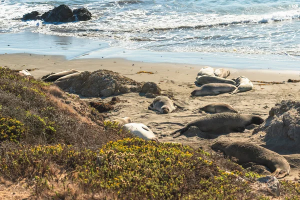 Seal colony. Elephant seals on San Simeon\'s shores, Central California Coast