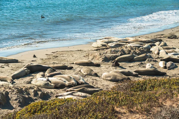 Seal colony. Elephant seals on San Simeon\'s shores, Central California Coast