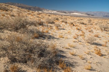 Eureka Kumulları birkaç eşsiz bitki türüne ev sahipliği yapar. Ölüm Vadisi Ulusal Parkı, Eureka Vadisi, Kaliforniya