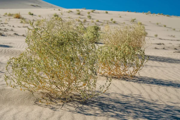 Death Valley National Park Heetste Plek Aarde Eureka Zandduinen — Stockfoto