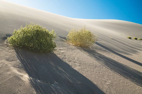 Dunes Sable Plantes Les Dunes Vallée Eureka Abritent Plusieurs Plantes — Photo