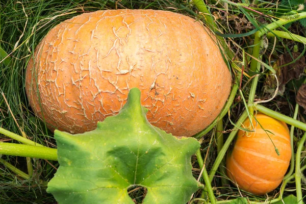 Calabazas Jardín Fondo Otoño Cosecha Agricultura Verduras Frescas Ecológicas —  Fotos de Stock