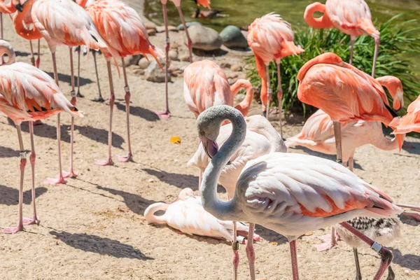 Flamingo Rebanho Flamingo Fundo Natural — Fotografia de Stock