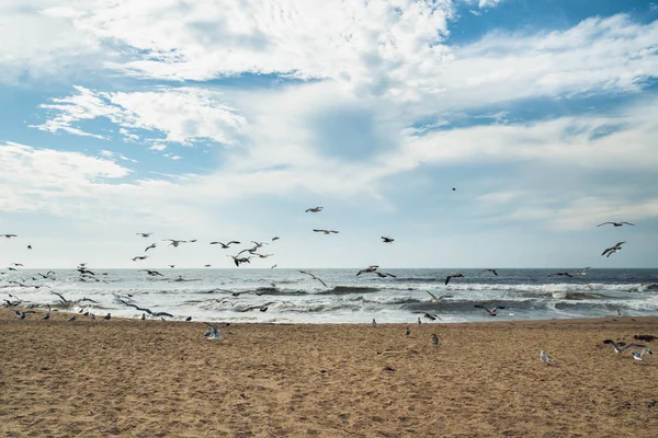 Piaszczysta Plaża Stado Ptaków Piękne Zachmurzone Tło Nieba — Zdjęcie stockowe