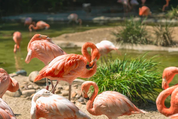 Flamingo Flock Flamingo Naturlig Bakgrund — Stockfoto