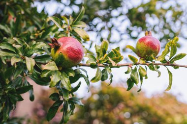 Taze olgun nar meyveli nar ağacı bahçeyi sarar.