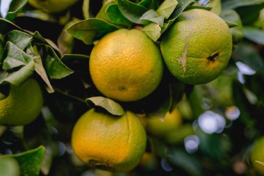 Turuncu meyveler kapanıyor. Yetişkin meyveler veren portakal ağacı