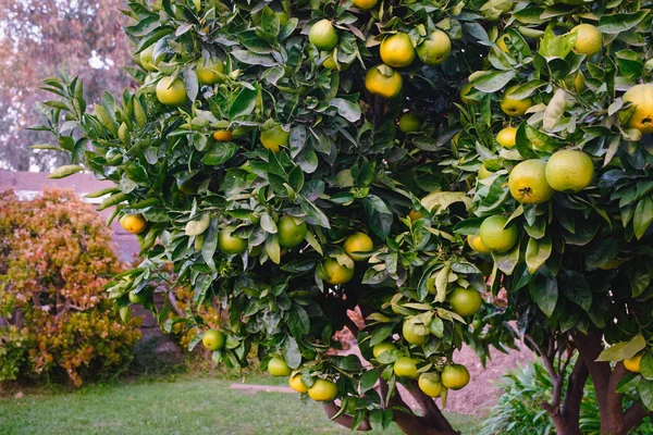 Naranjo Lleno Frutas Jardín —  Fotos de Stock