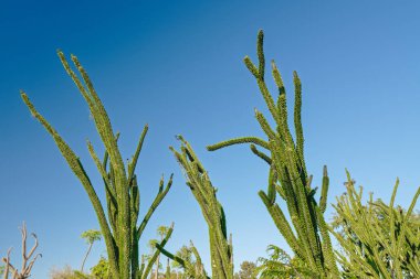 Tropik bahçe. Yumuşak bitki Madagaskar ocotillo, veya Alluaudia procera