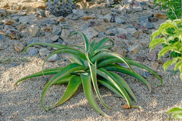 Aloe Vera Une Plante Succulente Pousse État Sauvage Dans Les — Photo