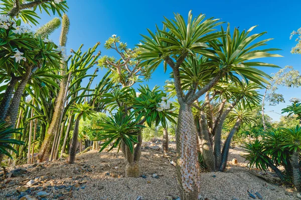 Τροπικά Δέντρα Στον Κήπο Παλάμη Μαδαγασκάρη Ανθοφόρο Φυτό Μέλος Της — Φωτογραφία Αρχείου