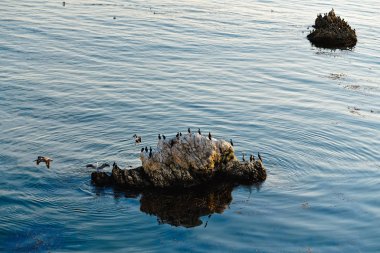 Karabatak ve pelikan sürüsüyle Pismo Sahili Kayalıkları