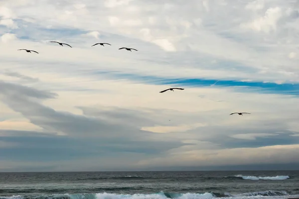 Céu Nublado Silhueta Pássaros Rebanho Pelicanos Voadores — Fotografia de Stock