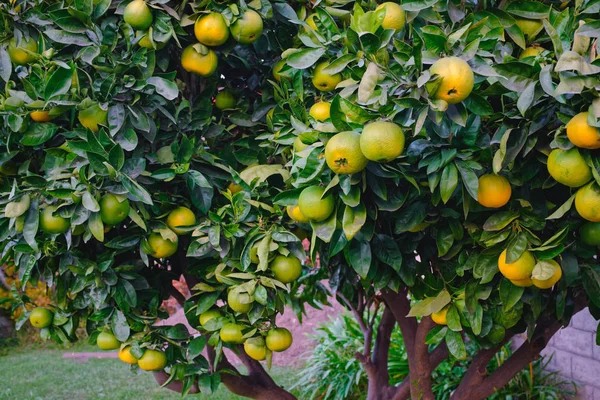 Naranjo Lleno Frutas Jardín —  Fotos de Stock