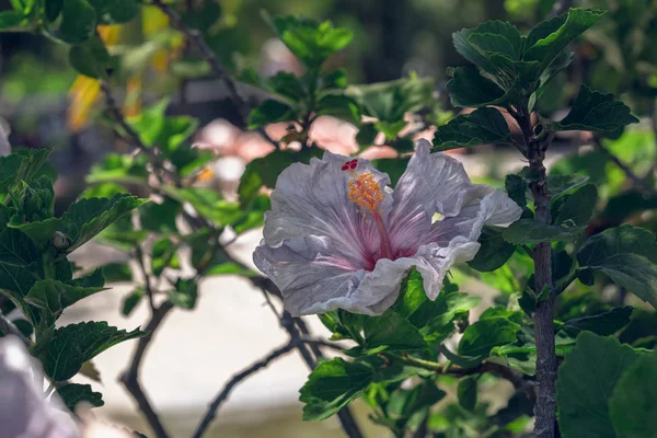 Hibiscus Květ Květu Zblízka Zahradě Měkkým Rozmazané Zelené Pozadí — Stock fotografie