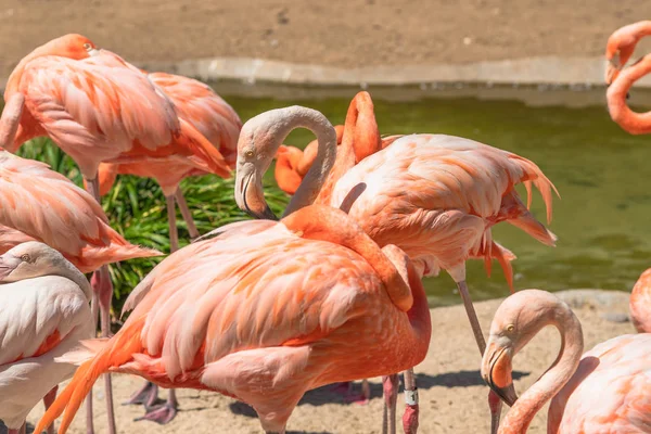 Flamingo Flock Flamingo Naturlig Bakgrund — Stockfoto