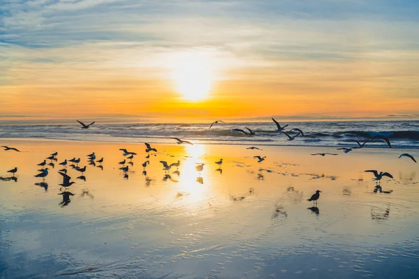 Красивый Закат Силуэт Птиц Пляже — стоковое фото