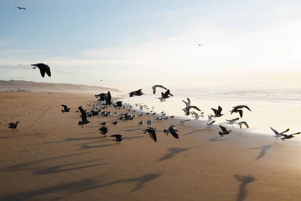 Flock Seagulls Beach — Stock Photo, Image