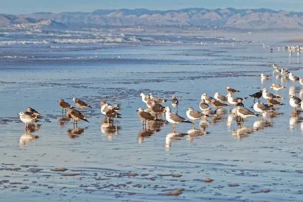 Sonnenuntergang Strand Stürmischer Ozean Und Vogelschwärme — Stockfoto