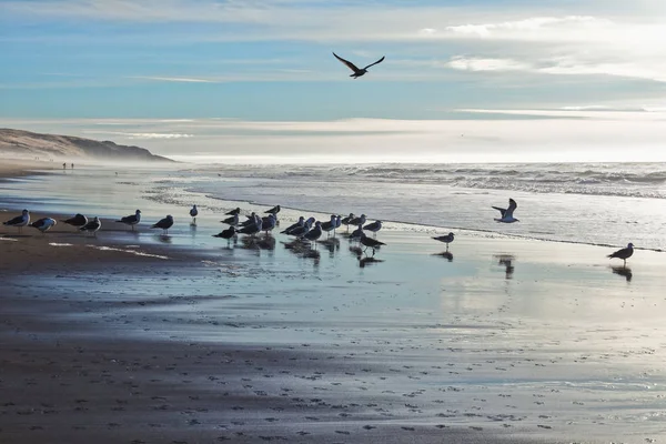 Plażowy Zachód Słońca Burzliwy Ocean Stado Ptaków — Zdjęcie stockowe