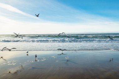 Kumsaldaki kuş sürüsü. Fırtınalı deniz ve bulutlu gökyüzü arkaplanı