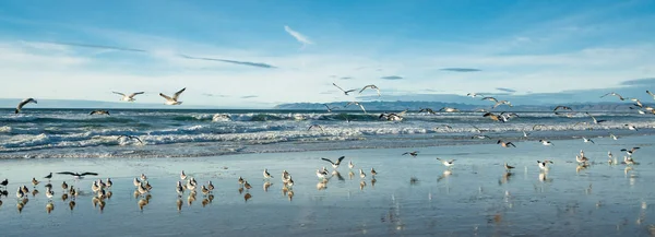 Grande Colônia Gaivotas Praia — Fotografia de Stock