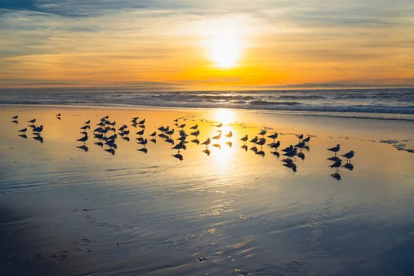 Закат Пляже Силуэт Птиц — стоковое фото