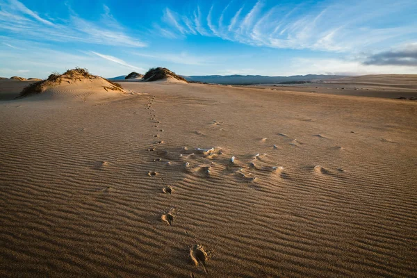 Dunes Sable Coucher Soleil Sentier Animal Ossements Restants Animal — Photo