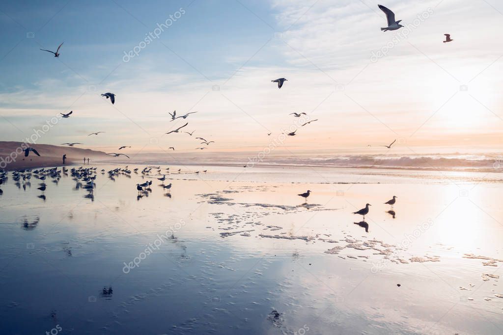 Flock of birds on the beach at sunset
