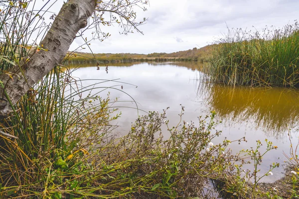 Lago Marshland Bosque Nativo Área Natural Del Lago Oso Flaco — Foto de Stock
